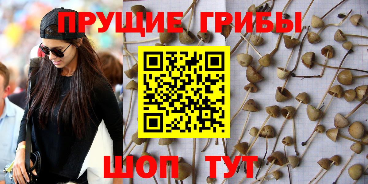 Воткинск  Галлюциногенные грибы Psilocybe  Вход с VPN 
